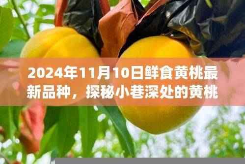 探秘鲜食黄桃新品种，小巷深处的尝鲜之旅（2024年最新报道）
