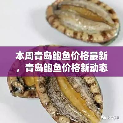 青岛鲍鱼价格新动态,励志之旅,拥抱自信与成就感的探索之旅