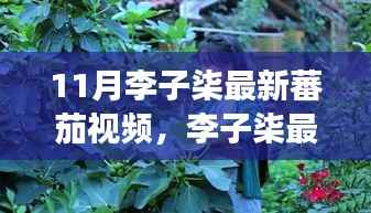 李子柒秋日的蕃茄故事,菜园趣事与友情的温馨织造
