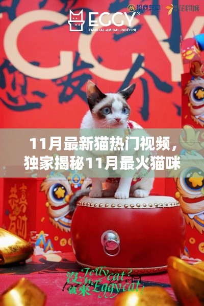 独家揭秘,萌宠狂欢派对!十一月最火猫咪视频盛宴来袭!