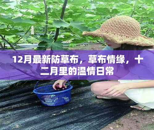十二月最新防草布，温情日常的草布情缘