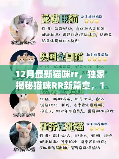 独家揭秘,12月最新猫咪RR时尚潮流与养宠秘籍,猫咪RR新篇章开启🐱
