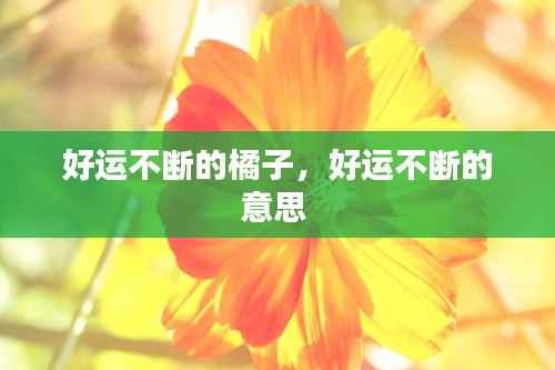 好运不断的橘子,好运不断的意思