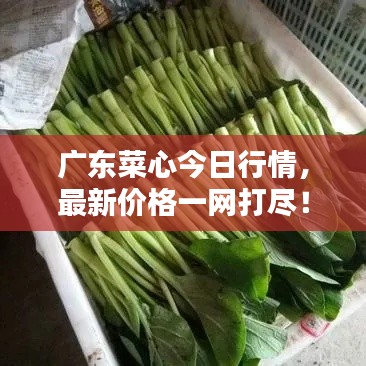 广东菜心今日行情，最新价格一网打尽！