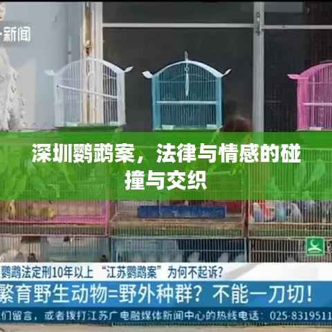 深圳鹦鹉案,法律与情感的碰撞与交织
