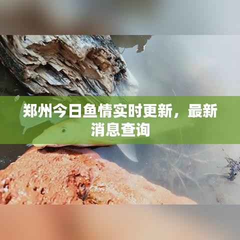 郑州今日鱼情实时更新,最新消息查询