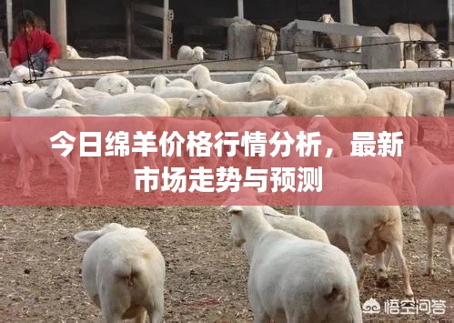今日绵羊价格行情分析,最新市场走势与预测