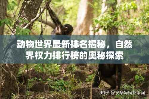 动物世界最新排名揭秘，自然界权力排行榜的奥秘探索