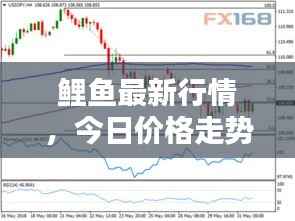 鲤鱼最新行情,今日价格走势分析与预测