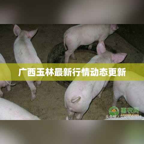 广西玉林最新行情动态更新