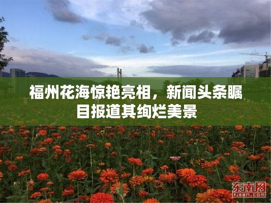 福州花海惊艳亮相,新闻头条瞩目报道其绚烂美景