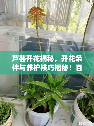 芦荟开花揭秘,开花条件与养护技巧揭秘!百度权威解答