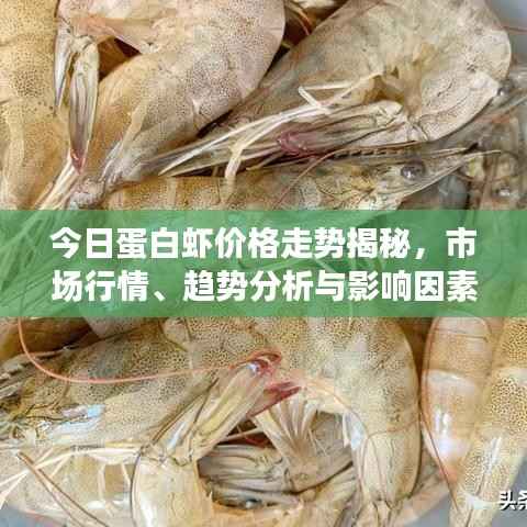 今日蛋白虾价格走势揭秘,市场行情、趋势分析与影响因素探讨